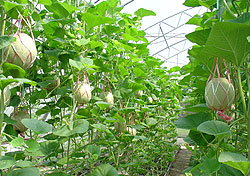 Crop production in CE greenhouse