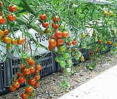 Cherry Tomato production