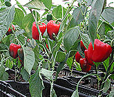 Sweet Pepper production