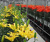 Lily Cut Flower production