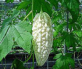White Bitter Cucumber production