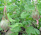 Sweet Melon production