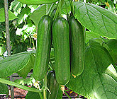 Mini Cucumber production