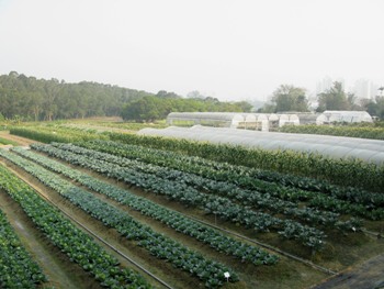 Field Crops