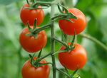 Cherry tomato