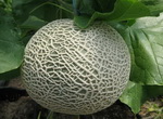 Rock melon