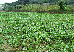 Flowering Chinese Cabbage