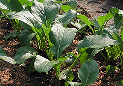 Flowering Chinese Cabbage