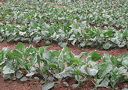 Chinese Kale