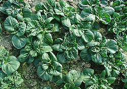 Chinese White Cabbage