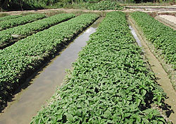 Chinese Spinach