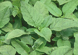 Chinese Spinach