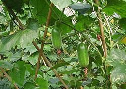 Hairy Gourd