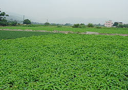 Water Spinach