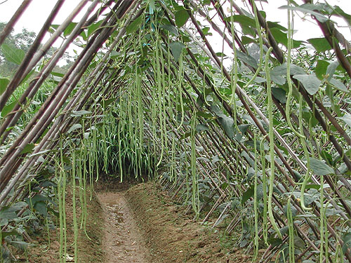 Local common vegetable crops