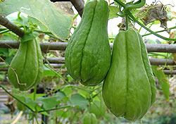 Chayote