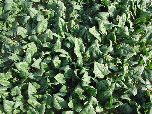 Local common vegetable crops
