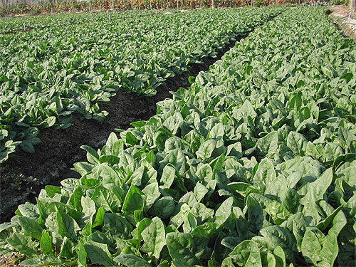 Local common vegetable crops