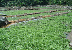 Water Cress