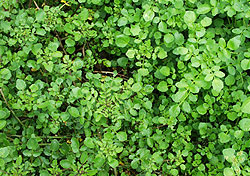 Water Cress