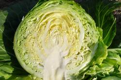 Cultivation of Organic Cabbage