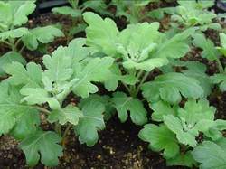 Propagation of seedlings