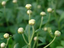 Flower buds ready to bloom