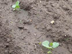 Planting of seedlings