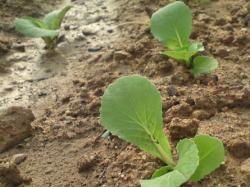 Planting of seedlings