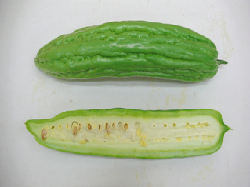 Green bitter cucumber