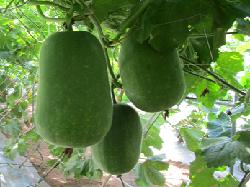 Mini wax gourd