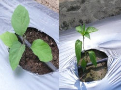 Round eggplant and long-horn pepper are well adapted to local summer season