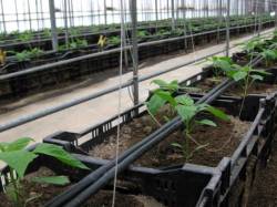 Growing sweet peppers in a greenhouse