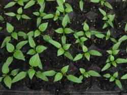 Seedlings for transplanting