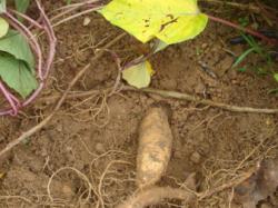 Mature sweet potato