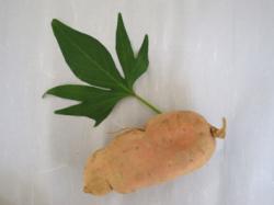 Sweet potato