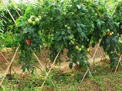 Field Cultivation