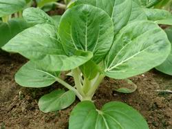 Chinese White Cabbage (Dark Leaf)