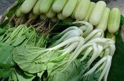 Cultivation of Little Cucumber, Chinese White Cabbage (Dark Leaf) & Leaf Beet