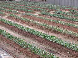 Cultivation in field