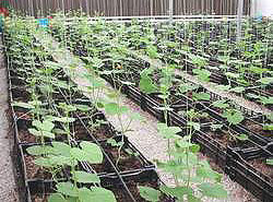 Protected Cultivation