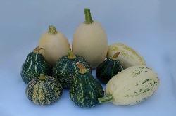 Cultivation of Organic Small Pumpkin