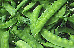 Cultivation of Garden Pea (Chinese Version Only)