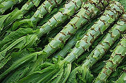 Asparagus Lettuce