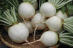 Cultivation of Japanese Radish