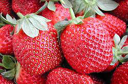 Cultivation of Organic Strawberry 