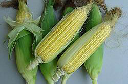 Cultivation of Golden Sweet Corn