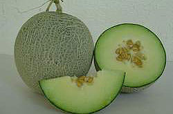 Cultivation of Sweet Melon