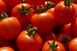Cultivation of Organic Tomato