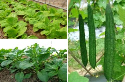 Cultivation of Chinese White Cabbage (Yellow Leaf), Flowering Chinese Cabbage (45 days) & Angular Silky Gourd